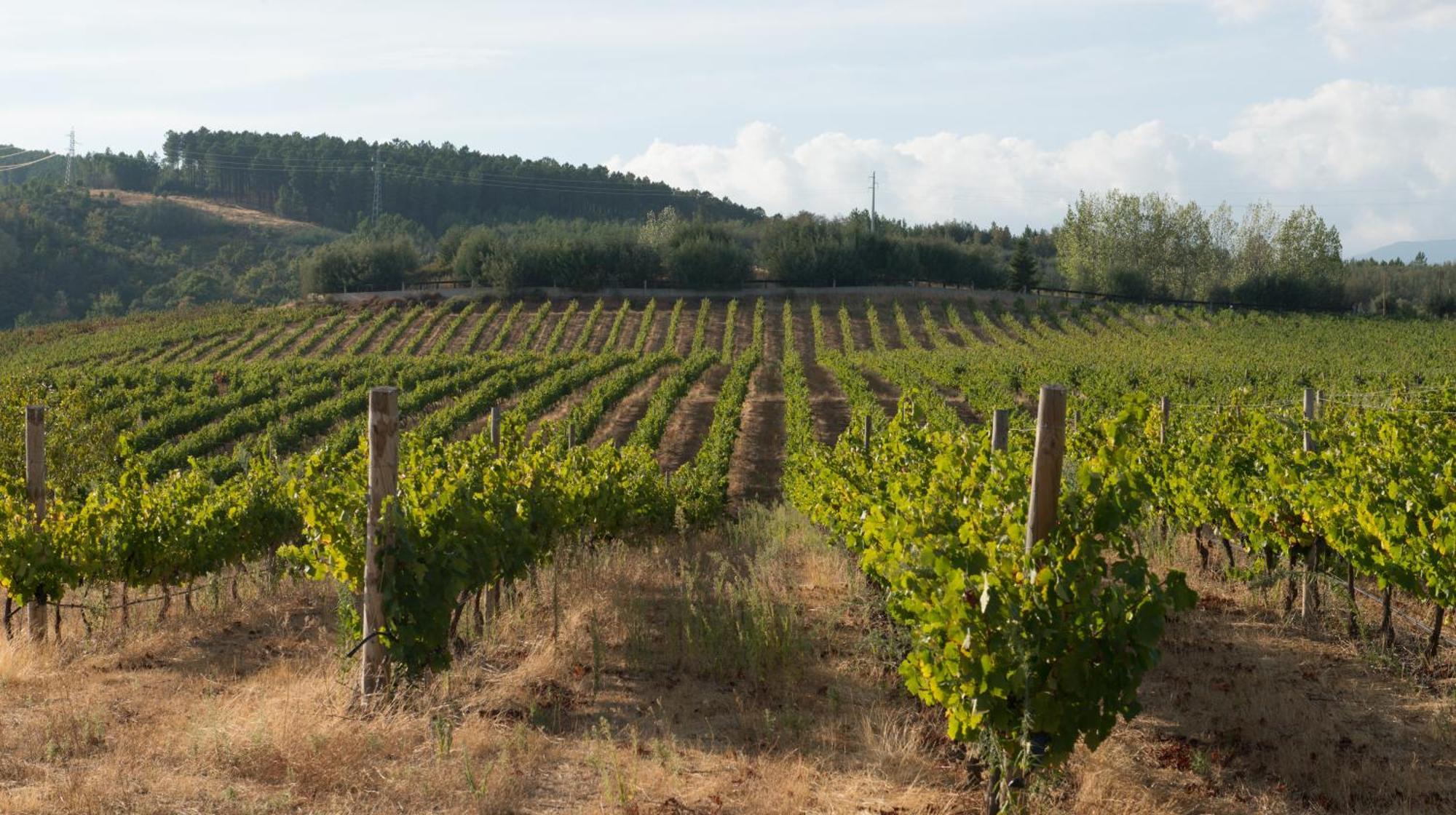 Tranca Da Barriga - Casa Do Vinho By Quinta De Sao Tiago Villa Covilhã Dış mekan fotoğraf