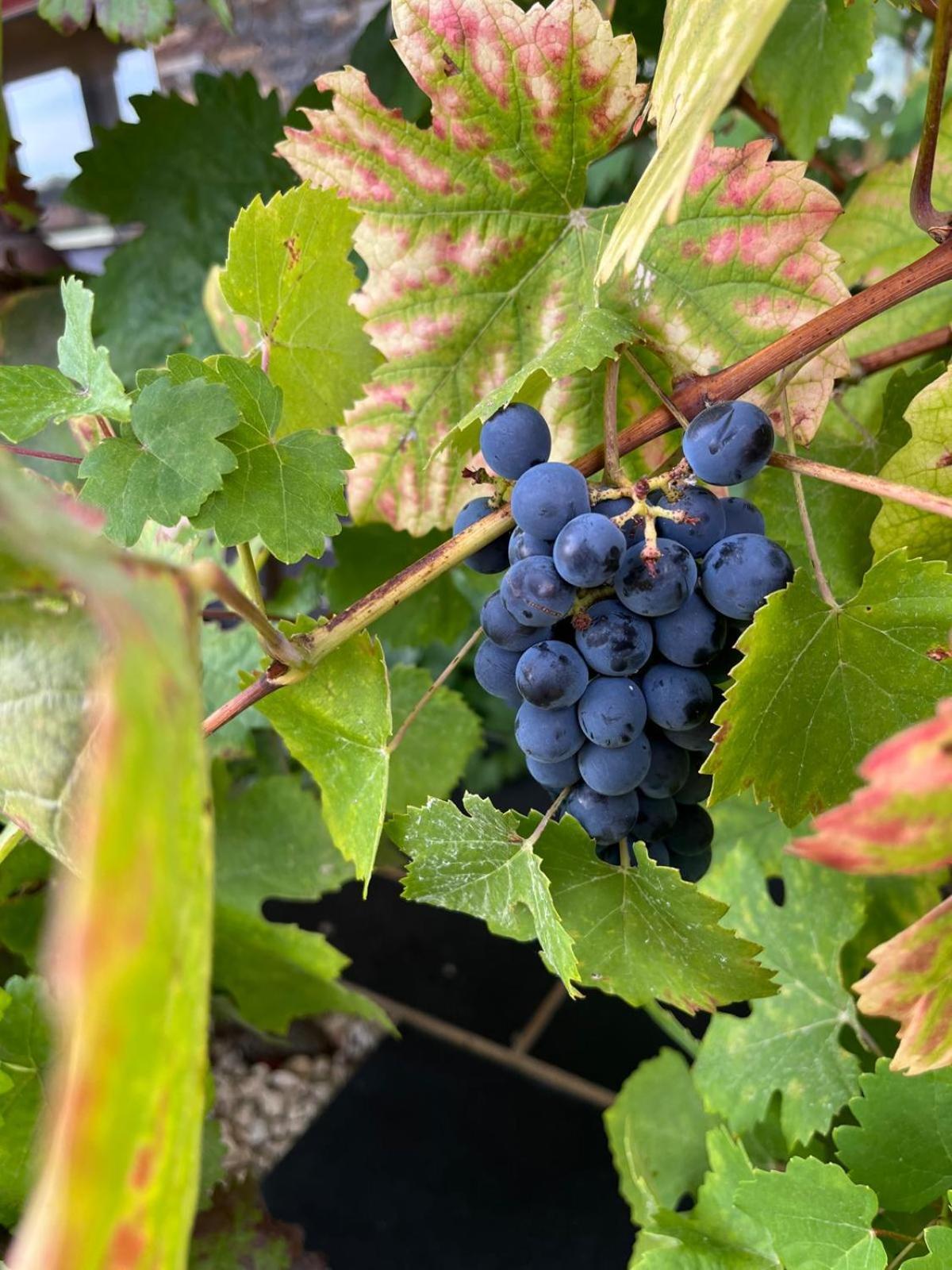 Tranca Da Barriga - Casa Do Vinho By Quinta De Sao Tiago Villa Covilhã Dış mekan fotoğraf